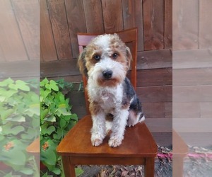 Mother of the Aussiedoodle puppies born on 04/14/2025