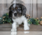 Small Photo #21 Cocker Spaniel Puppy For Sale in BALTIC, OH, USA
