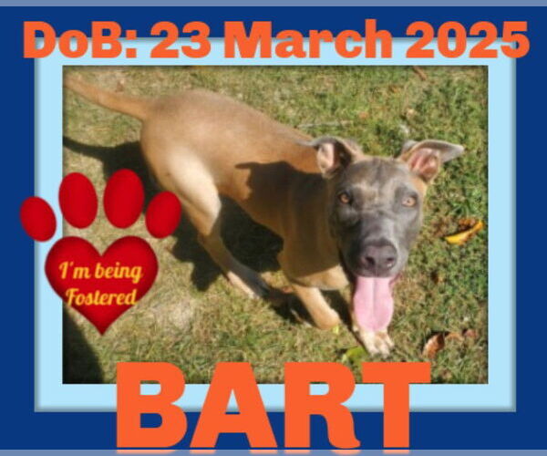 Medium Photo #3 Mutt Puppy For Sale in Sebec, ME, USA