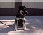 Small #5 Huskies  Mix