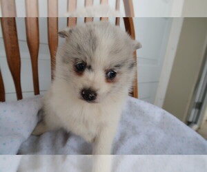 Pomsky Puppy for sale in ANN ARBOR, MI, USA