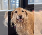 Small #1 Golden Retriever Mix
