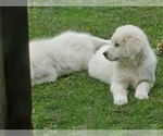 Small Photo #4 Anatolian Shepherd-Great Pyrenees Mix Puppy For Sale in AGRA, OK, USA