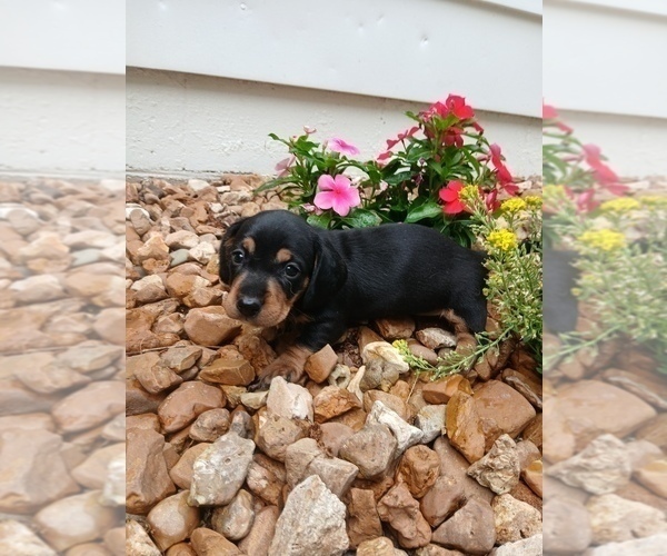 Medium Photo #3 Dachshund Puppy For Sale in MULBERRY GROVE, IL, USA