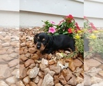 Small Photo #3 Dachshund Puppy For Sale in MULBERRY GROVE, IL, USA