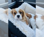 Small Photo #6 Cavalier King Charles Spaniel Puppy For Sale in CONCORD, CA, USA