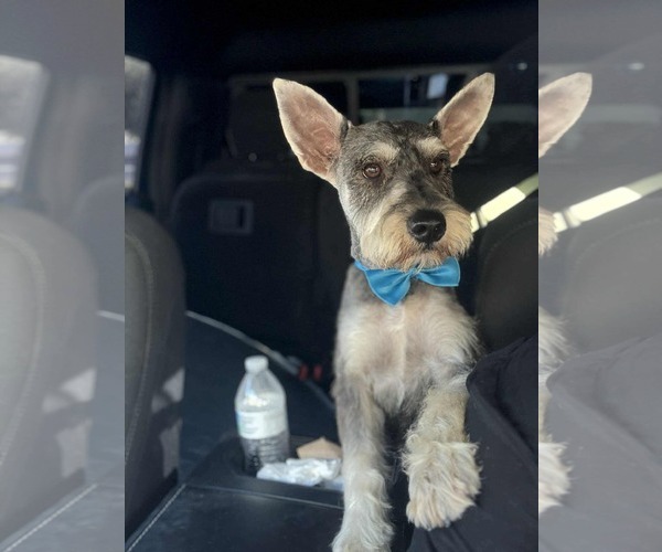 Medium Photo #4 Dachshund-Unknown Mix Puppy For Sale in Princeton, MN, USA