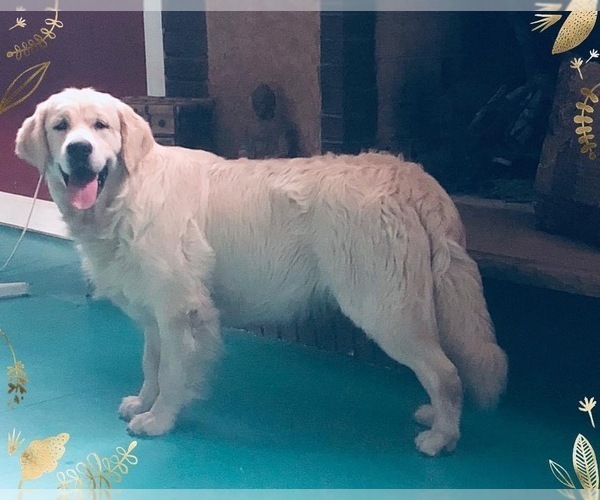 Medium Photo #35 English Cream Golden Retriever Puppy For Sale in MEDFORD TOWNSHIP, NJ, USA