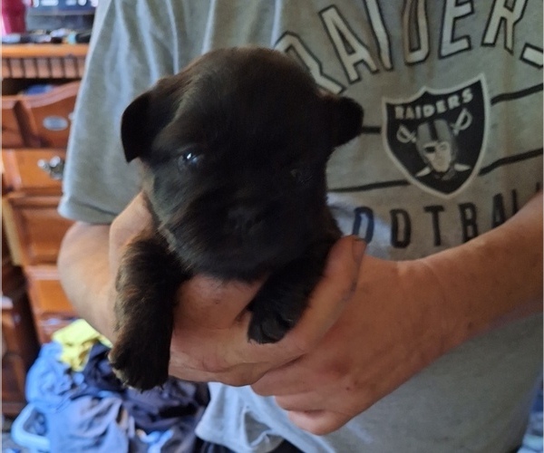 Medium Photo #2 French Bulldog Puppy For Sale in MANTECA, CA, USA