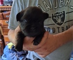 Small #1 French Bulldog