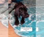 Puppy Violet Great Dane