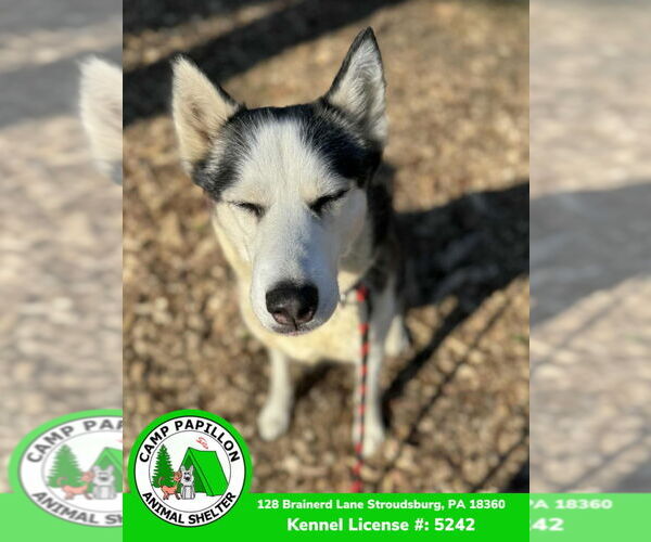 Medium Photo #3 Siberian Husky Puppy For Sale in Stroudsburg, PA, USA