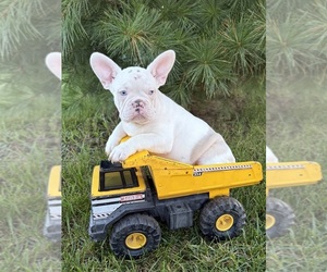 French Bulldog Puppy for sale in MIDDLEBURY, IN, USA