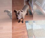 Small #3 American Staffordshire Terrier-Labrador Retriever Mix