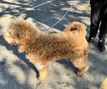Small Photo #1 Goldendoodle Puppy For Sale in RENO, NV, USA