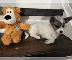 Small Photo #2 Pomsky Puppy For Sale in CHICAGO RIDGE, IL, USA