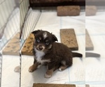 Puppy Ruby Miniature Australian Shepherd