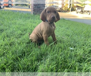 Vizsla Puppy for sale in CITRUS HEIGHTS, CA, USA