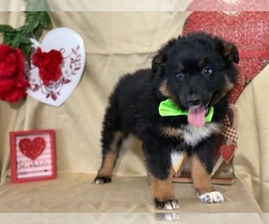 Australian Shepherd Puppy for sale in LANCASTER, PA, USA