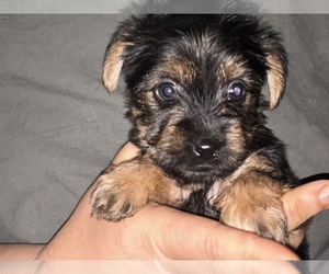 Yorkshire Terrier Puppy for sale in NAUGATUCK, CT, USA