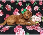 Small #2 Goldendoodle-Poodle (Miniature) Mix