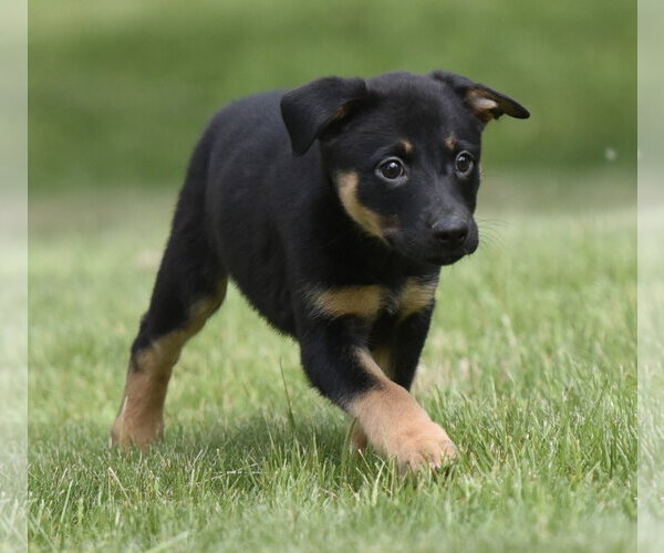 Medium Photo #1 Borador Puppy For Sale in Mechanicsburg, PA, USA