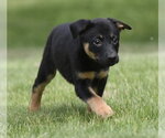 Small Borador