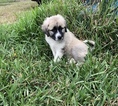 Small Photo #1 Anatolian Shepherd-Great Pyrenees Mix Puppy For Sale in ROBSTOWN, TX, USA