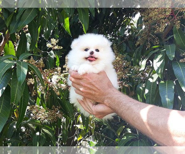Medium Photo #1 Pomeranian Puppy For Sale in WEST PALM BEACH, FL, USA