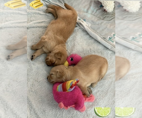 Medium Photo #45 Golden Retriever Puppy For Sale in EXTON, PA, USA