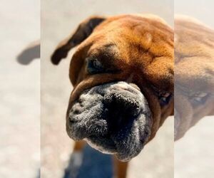 Lance - ADOPTION INTEREST!! - Male Boxer Dog for Adoption - Photo #4