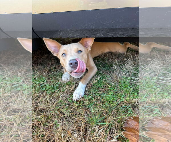 Medium Photo #6 Carolina Dog-Unknown Mix Puppy For Sale in Derwood, MD, USA