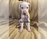 Puppy Black collar Great Dane