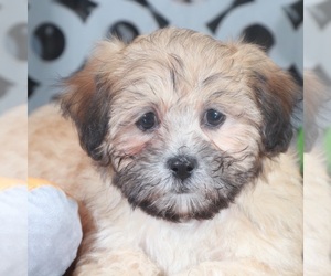Zuchon Puppy for Sale in MOUNT VERNON, Ohio USA