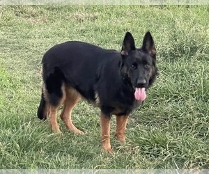 Mother of the German Shepherd Dog puppies born on 05/09/2025