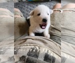 Small Photo #20 German Shepherd Dog Puppy For Sale in CECILIA, KY, USA
