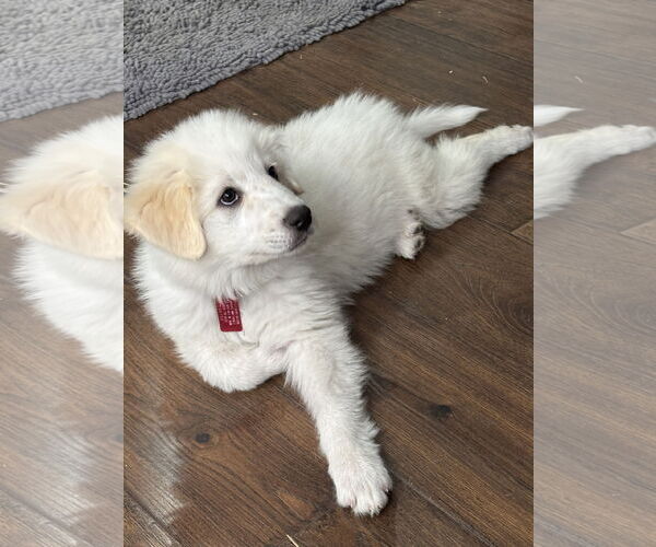 Medium Photo #4 Great Pyrenees Puppy For Sale in Spring, TX, USA