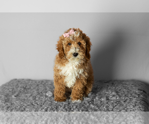 Poodle (Miniature) Puppy for sale in SHIPSHEWANA, IN, USA