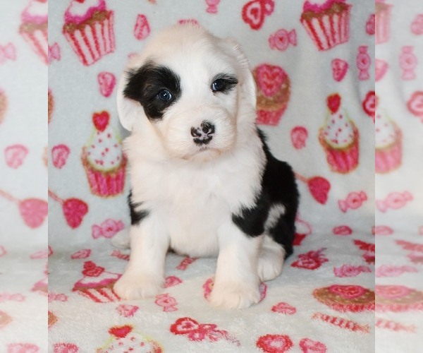 Medium Photo #10 Sheepadoodle Puppy For Sale in ASPERMONT, TX, USA