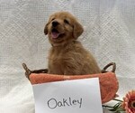 Small #1 Golden Retriever