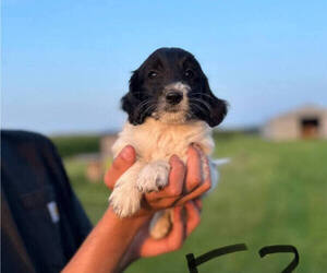 Goldendoodle-Poodle (Miniature) Mix Puppy for Sale in ELMWOOD, Wisconsin USA