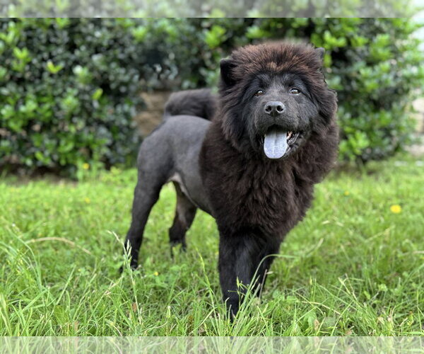 Medium Photo #8 Chow Chow Puppy For Sale in PIPE CREEK, TX, USA