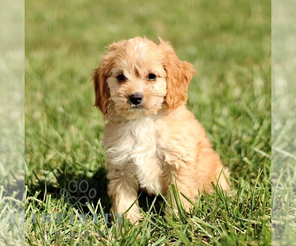 Medium Photo #2 Cavapoo Puppy For Sale in BIRD IN HAND, PA, USA