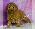 Small Photo #36 Goldendoodle (Miniature) Puppy For Sale in WARSAW, IN, USA