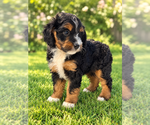 Small Aussiedoodle Miniature 