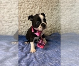 Boston Terrier Puppy for sale in CRKD RVR RNCH, OR, USA