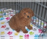 Small Photo #14 Poodle (Miniature) Puppy For Sale in ORO VALLEY, AZ, USA