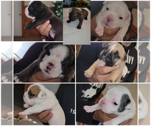 American Bully Puppy for sale in FORT WORTH, TX, USA