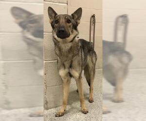German Shepherd Dog Dogs for adoption in Conroe, TX, USA