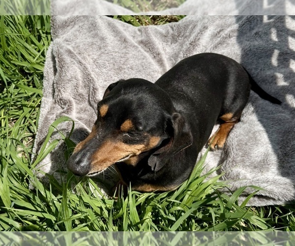 Medium Photo #3 Dachshund Puppy For Sale in ELK POINT, SD, USA